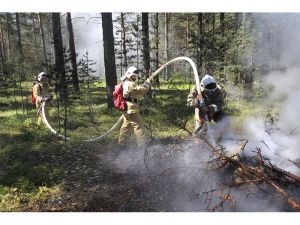 Локализовано 7 лесных пожаров