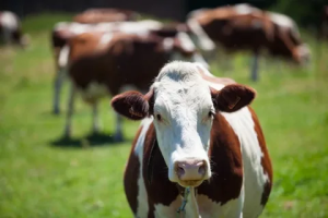Лейкоз крупного рогатого скота: как предотвратить распространение 