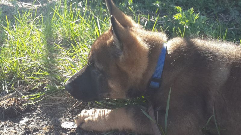 О тонкостях собачьей службы