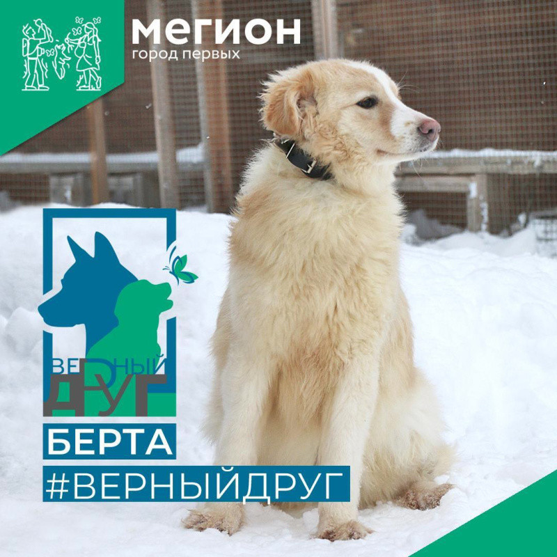 Золотая и пушистая - Берта
