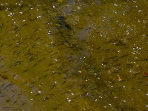 В реки Югры выпустят 6 миллионов мальков сибирского осетра