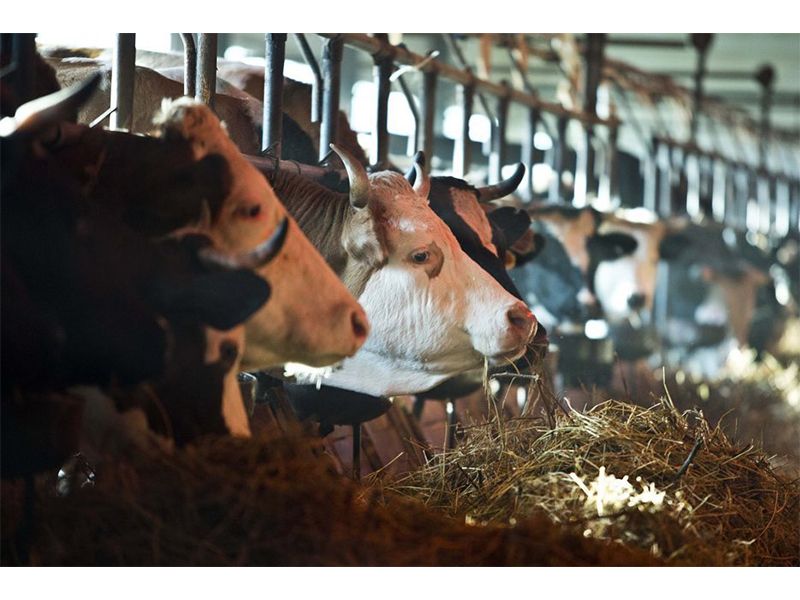 В Югре расширена поддержка создания и развития фермерских хозяйств