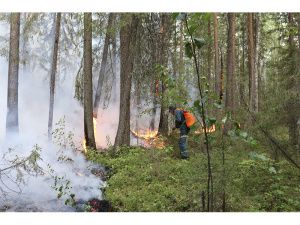 Локализовано 13 лесных пожаров