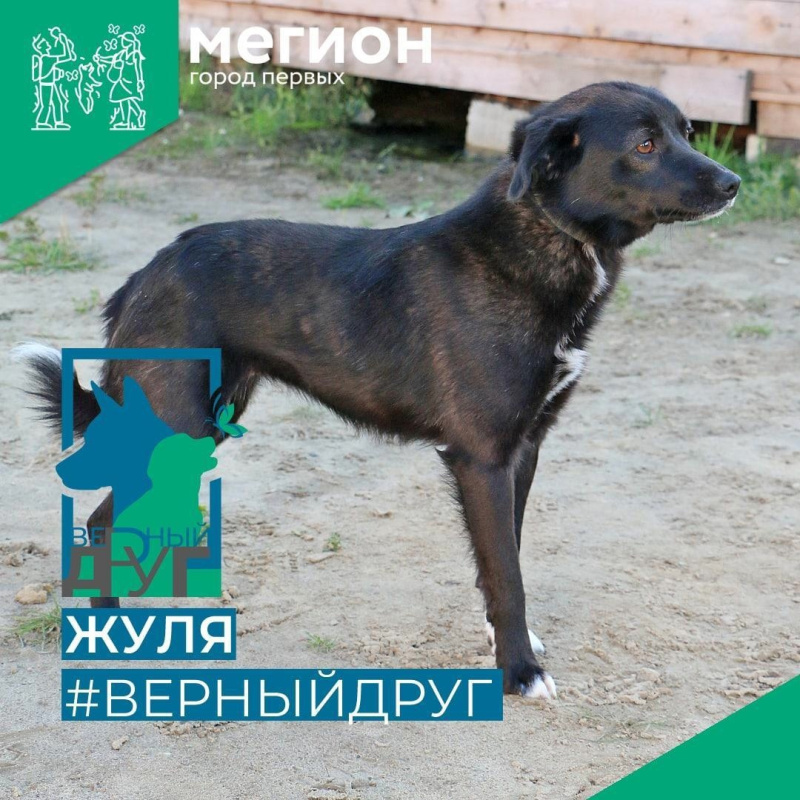 Верная и преданная Жуля все еще ждет своего человека