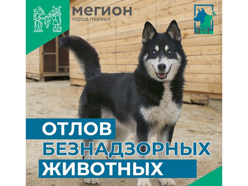 Отлов агрессивных собак в Мегионе