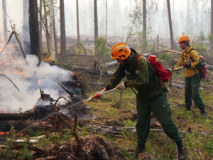 В Югре горят леса