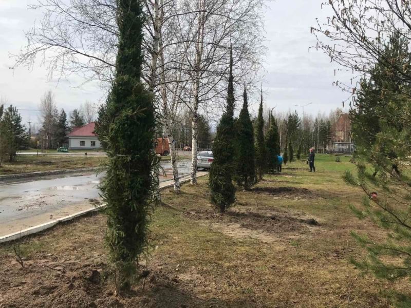 Пушистые ели украсят Мегион и Высокий