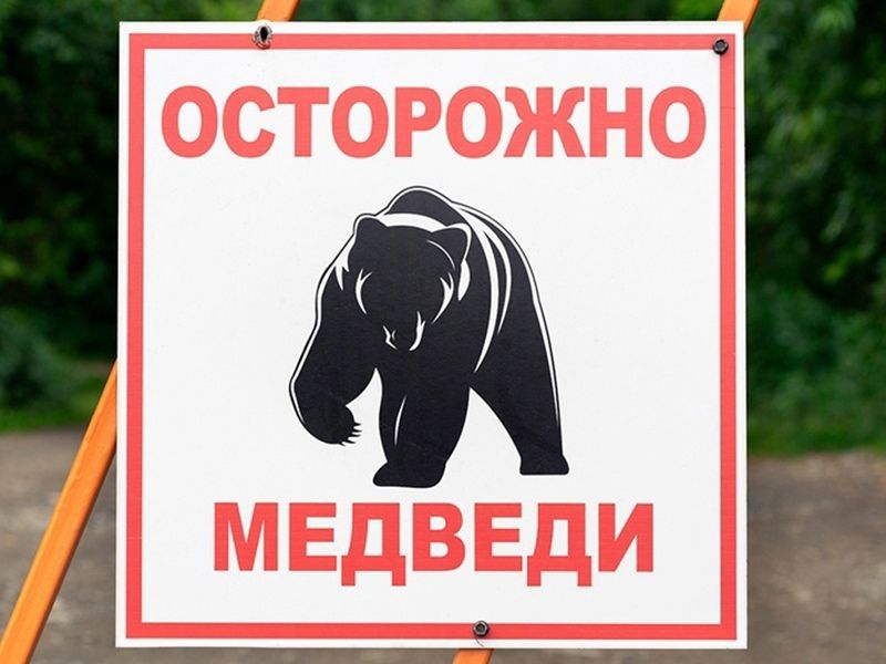 В районе Таёжного озера снова замечены медведи