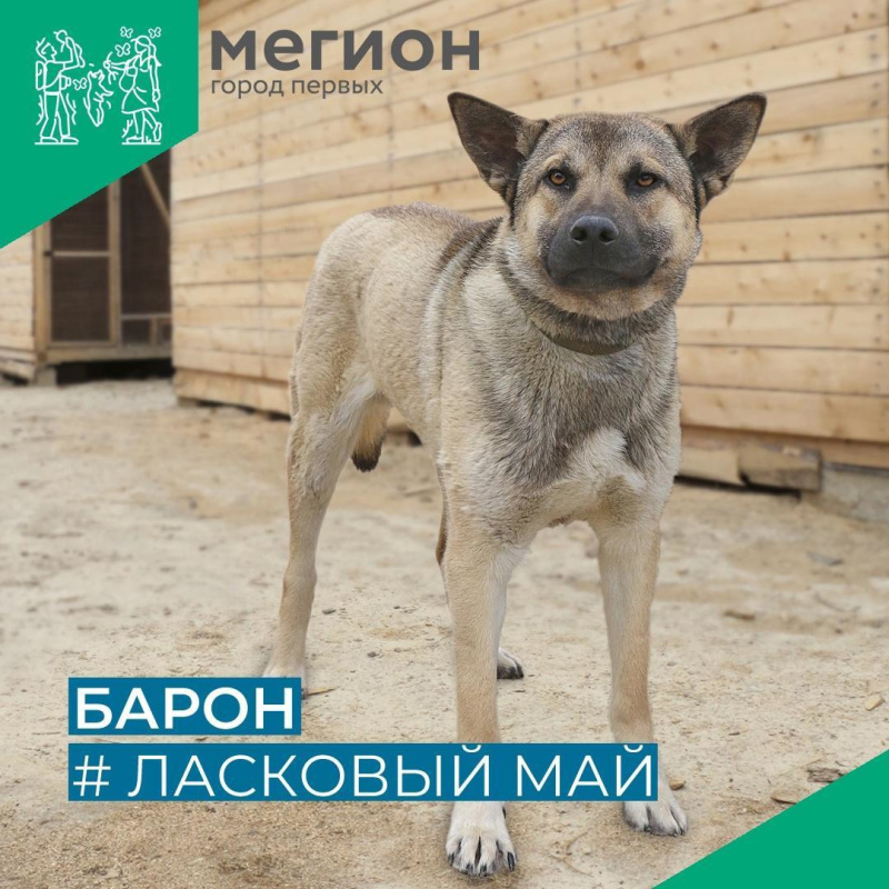 Верный друг вашей семьи