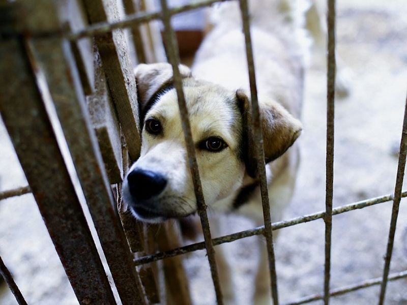 Об отлове бродячих собак