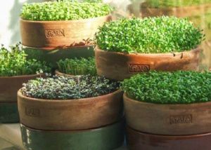 Как господдержка повлияла на рост микрозелени 