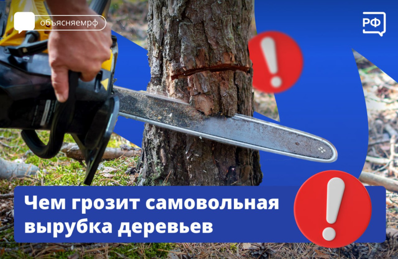 Что будет, если спилить дерево на даче?