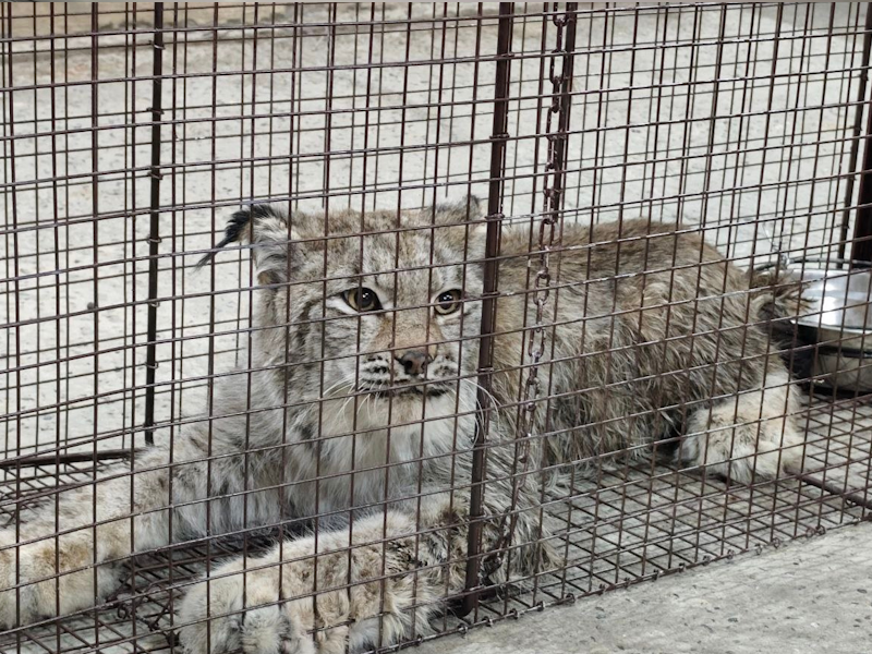 Рысь из Мегиона отправляется на реабилитацию в Красноярск
