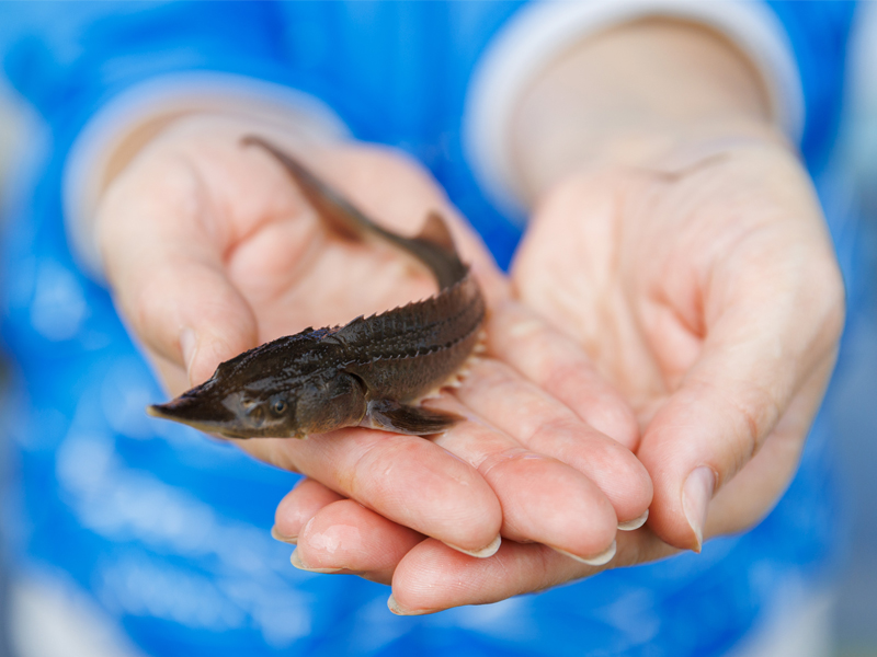 Мегионские нефтяники выпустили в Иртыш тысячи мальков краснокнижного осетра