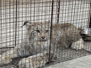 Рысь из Мегиона отправляется на реабилитацию в Красноярск