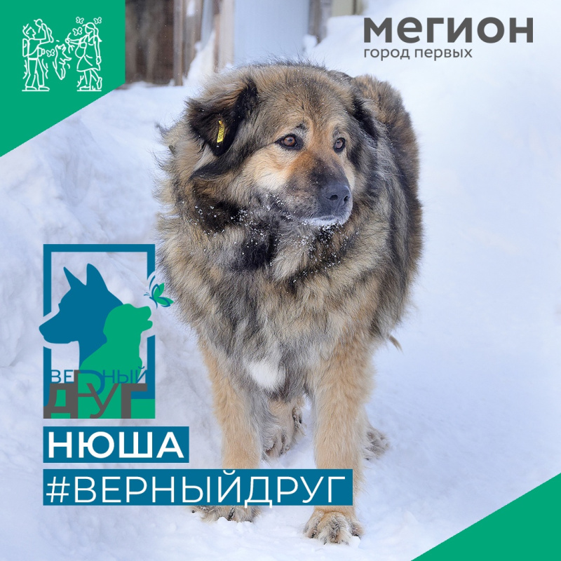 Плюшевая Нюша