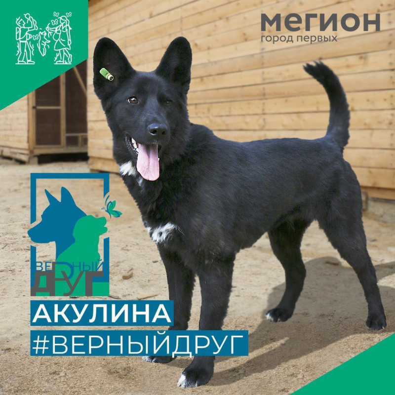 Акулина - немецкая овчарка в миниатюре