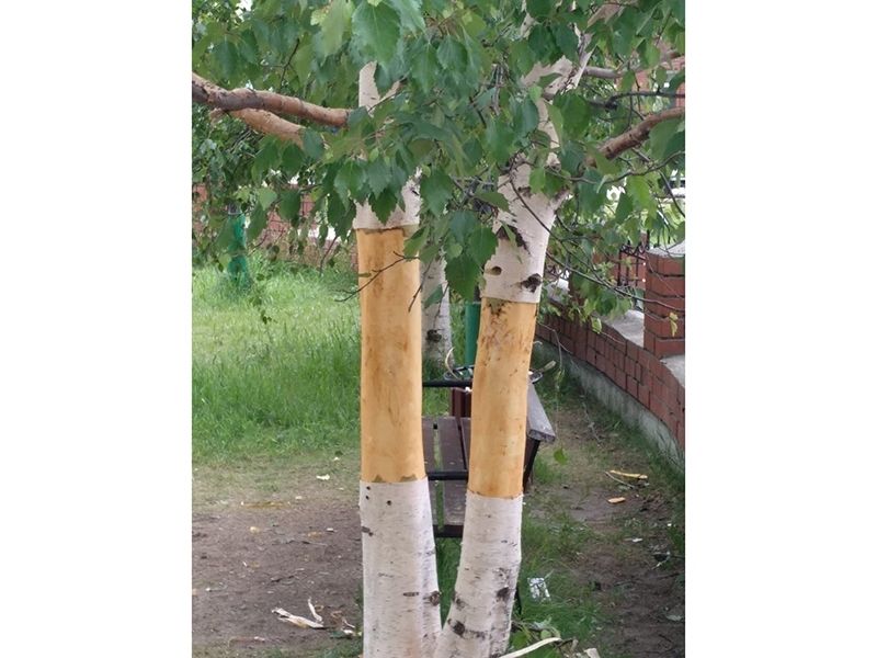 Кому помешали березы?